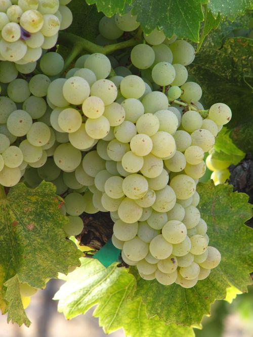 Grenache Blanc