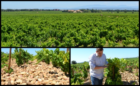 PicMonkey Collage_Vineyard2