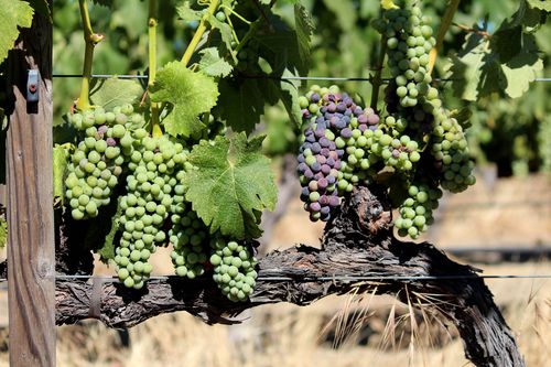 Veraison 2014 - syrah