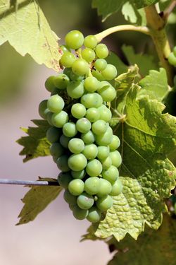 Marsanne