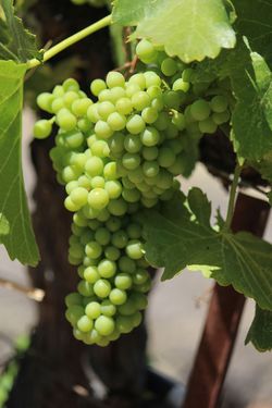 Grenache Blanc