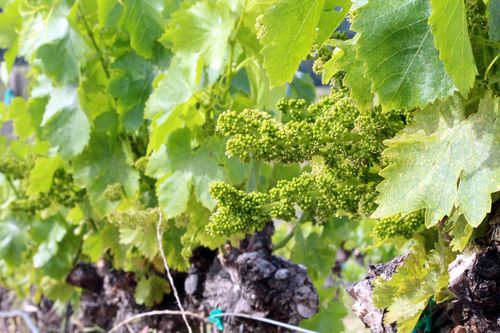Flowering 2014 - grenache long view