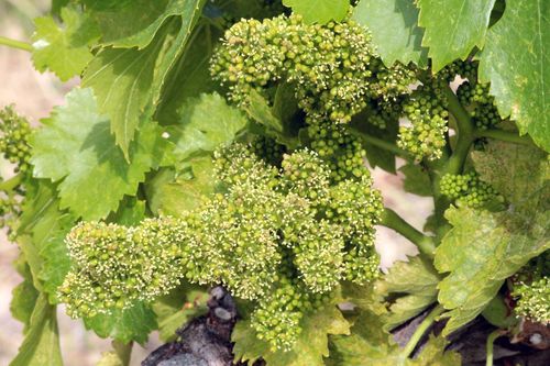 Flowering 2014 - grenache close up
