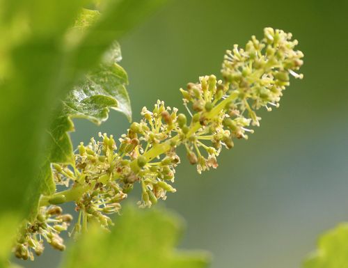 Flowering 2014 - viognier