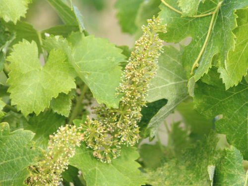 Flowering 2014 - marsanne