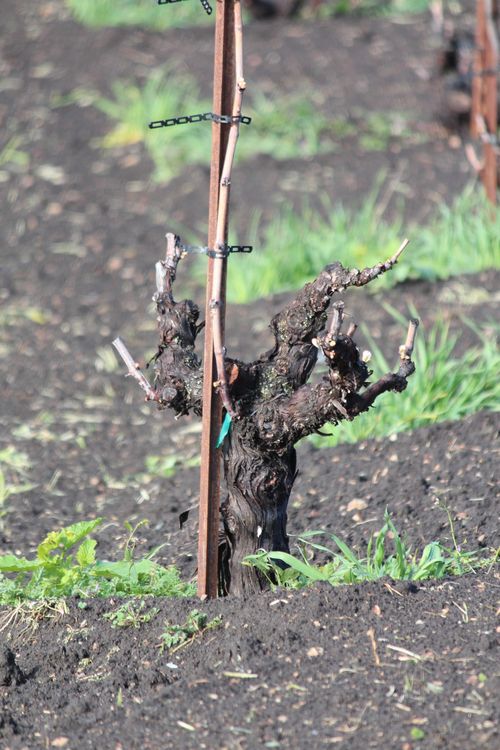 Head-trained mourvedre April 2014