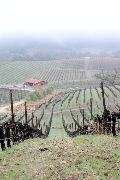 Mar 02 View over vineyard