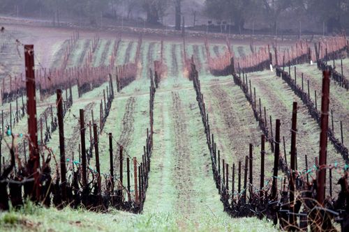 Mar 02 View down through Marsanne 2
