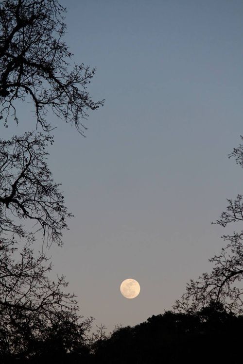 Moon between oaks
