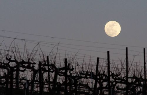 Moon over Mourvedre