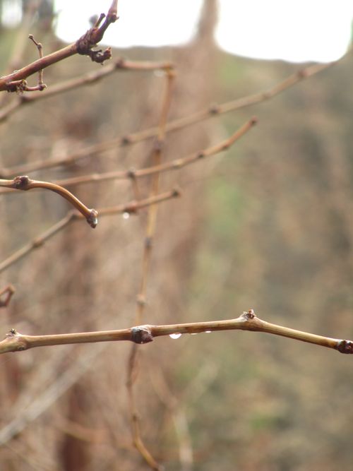 Drips on Roussanne canes