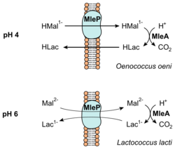 620px-Malolactic_fermentation