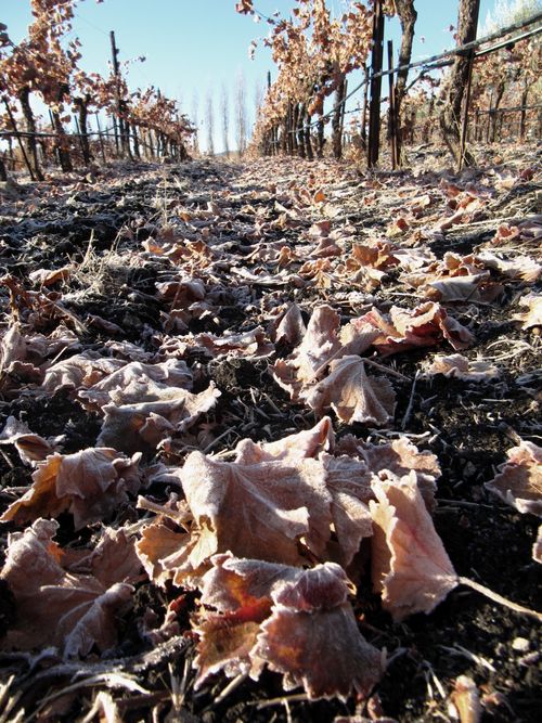 View through Grenache 2