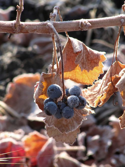 Cluster with frost