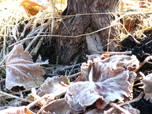 Grape  leaves and trunk with frost