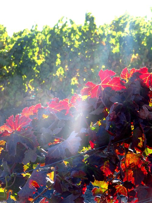 Syrah and Grenache Blanc in the sun