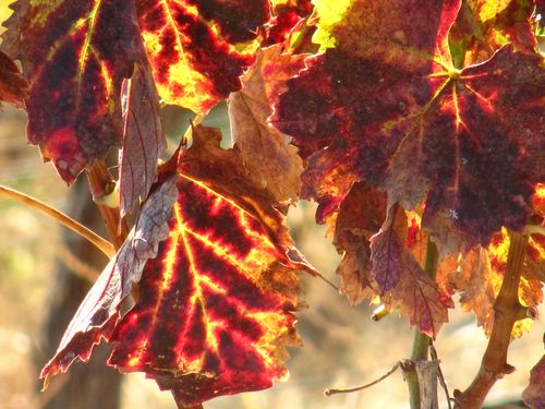 New Mourvedre grafts