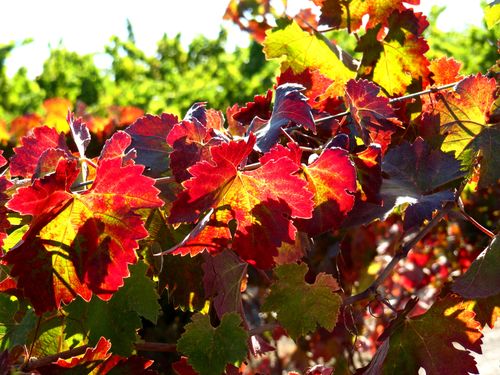 Colorful Syrah leaves