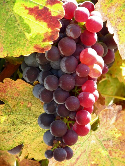 End Sept - Counoise on Vine 2