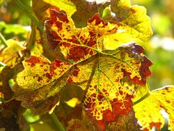 End Sept - Roussanne Leaf