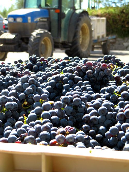 End Sept - Mourvedre