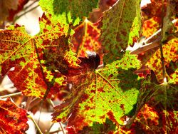 End Sept - Mourvedre Leaf 2