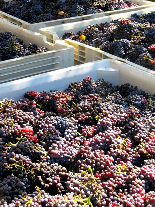 Bins of Grenache