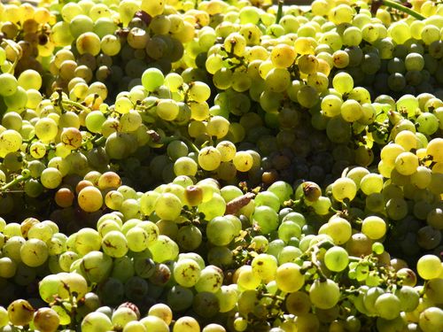 2013 Harvest-Picpoul