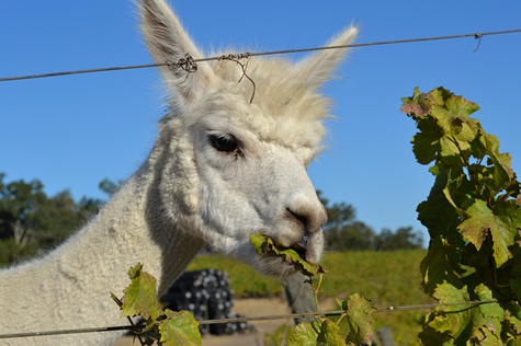 Alpaca munching