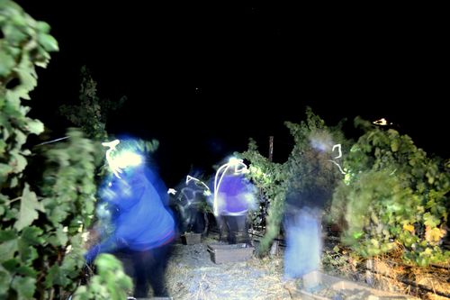 Night Harvest harvesting