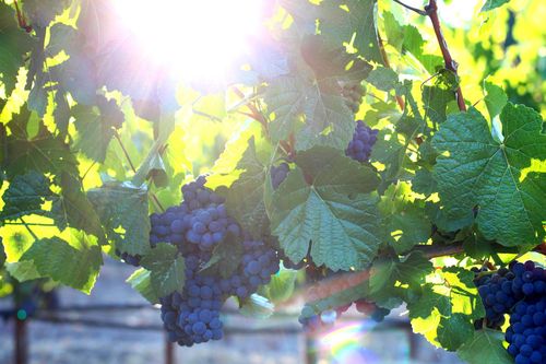 620932_10151879244722415_1291949120_o