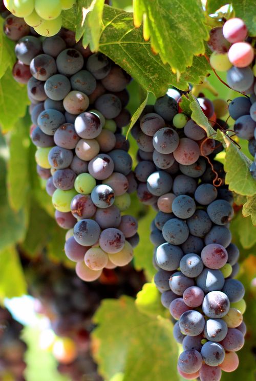 Veraison 2013 Syrah