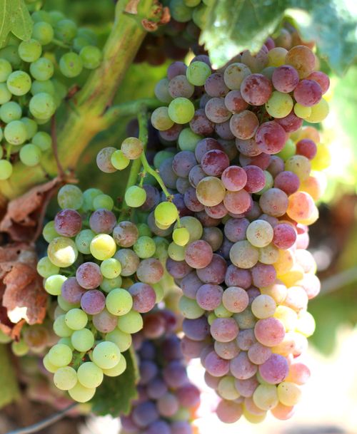 Veraison 2013 Grenache