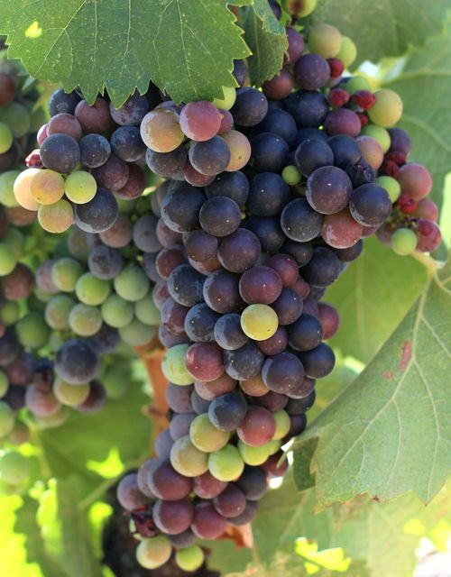 Veraison 2013 Mourvedre