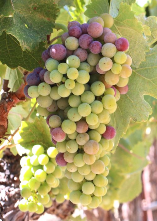 Veraison 2013 Counoise
