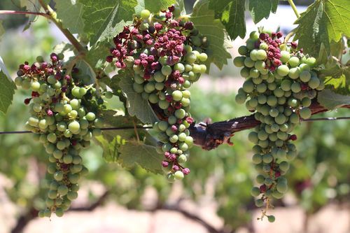 Sunburn on mourvedre