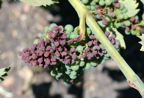Sunburn on mourvedre 2