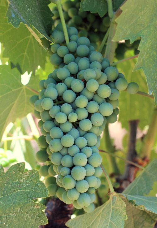Shaded mourvedre cluster