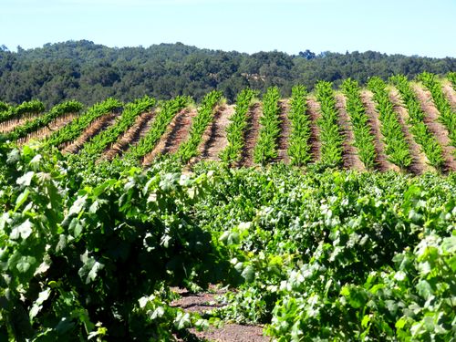 Green vineyard July 2013