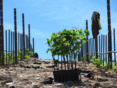 Overview with vines