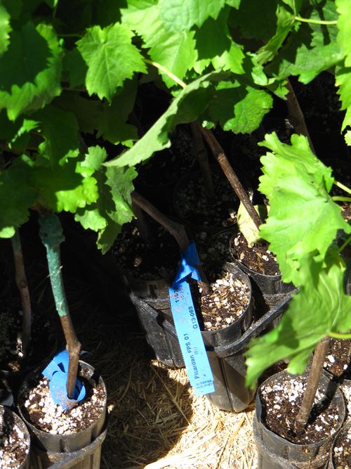 Picardan vines in pots