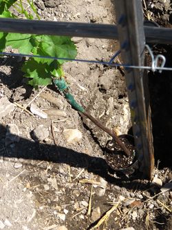 Vine in pot in hole