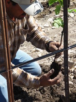 David with vine in hand