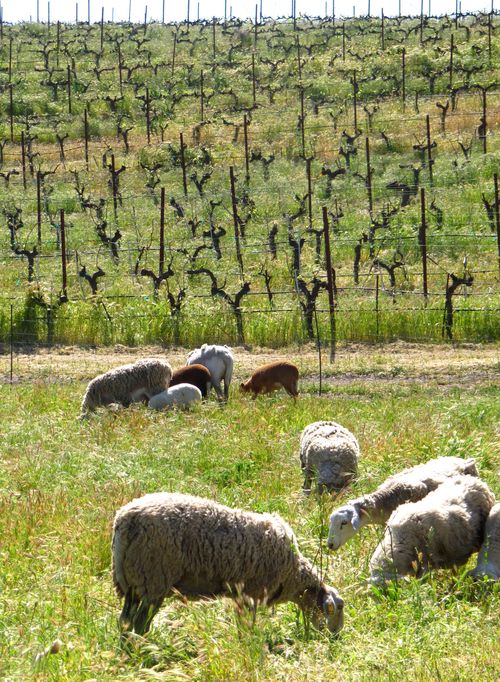 Sheep in the vineyard April 2013