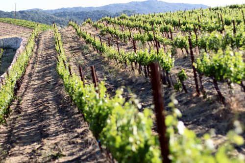 Vineyard in the Setting Sun May 2013