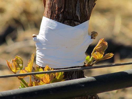 Grafting Over - Buds Pushing