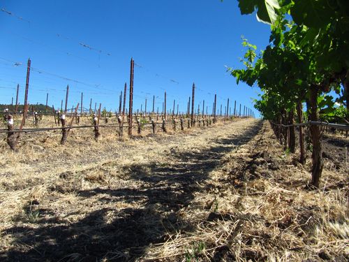 Grafting Over - Contrast with Roussanne