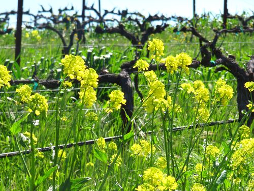 Wildflowers_March2013_0007