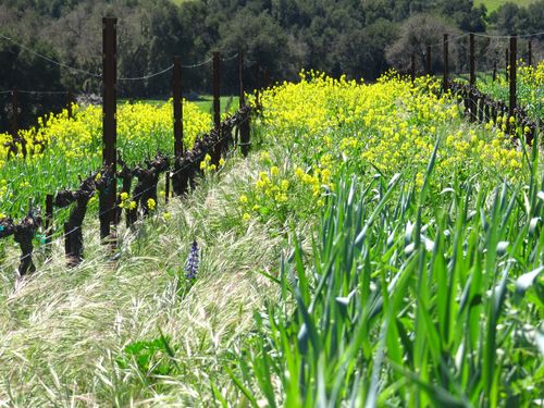 Wildflowers_March2013_0005