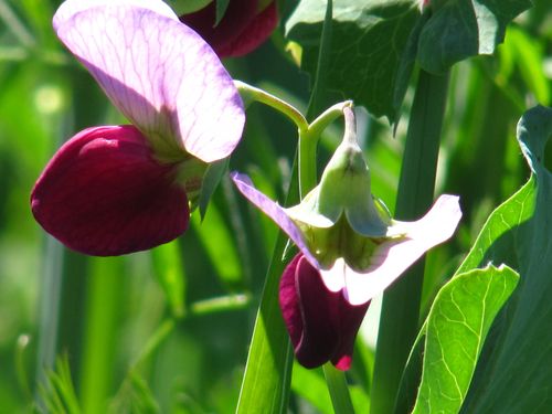 Wildflowers_March2013_0004